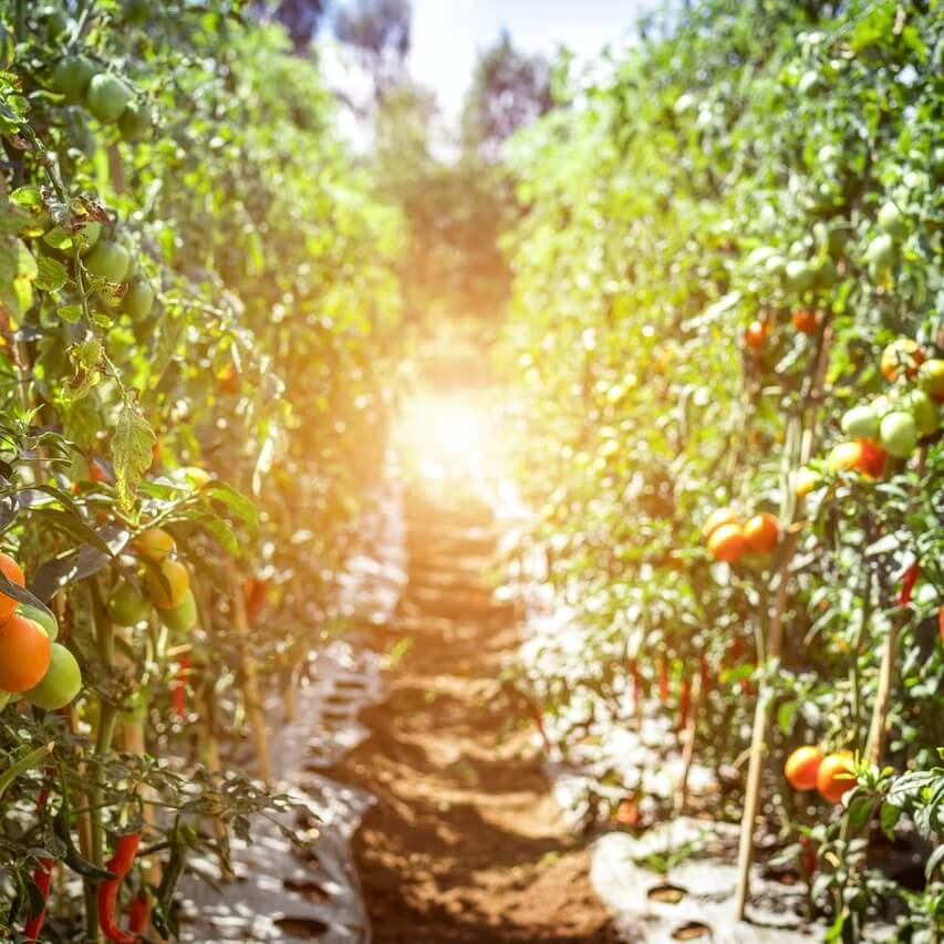 An organic farm, photo by Artem Beliaikim on Pexels